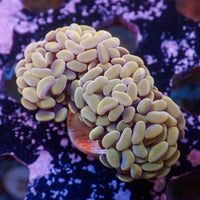 WYSIWYG Gold Sky Branching Hammer Colony (4 Polyps)