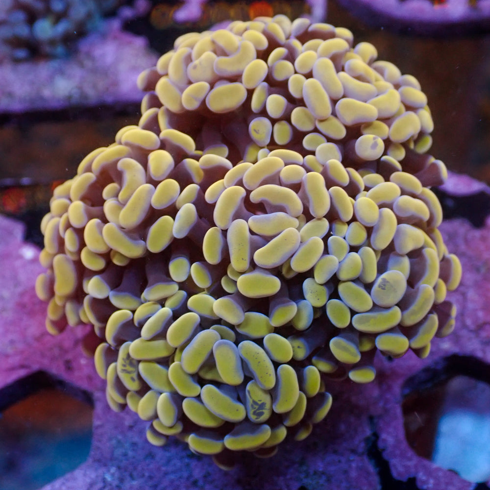 WYSIWYG Gold Sky Branching Hammer Colony (7 Polyps)