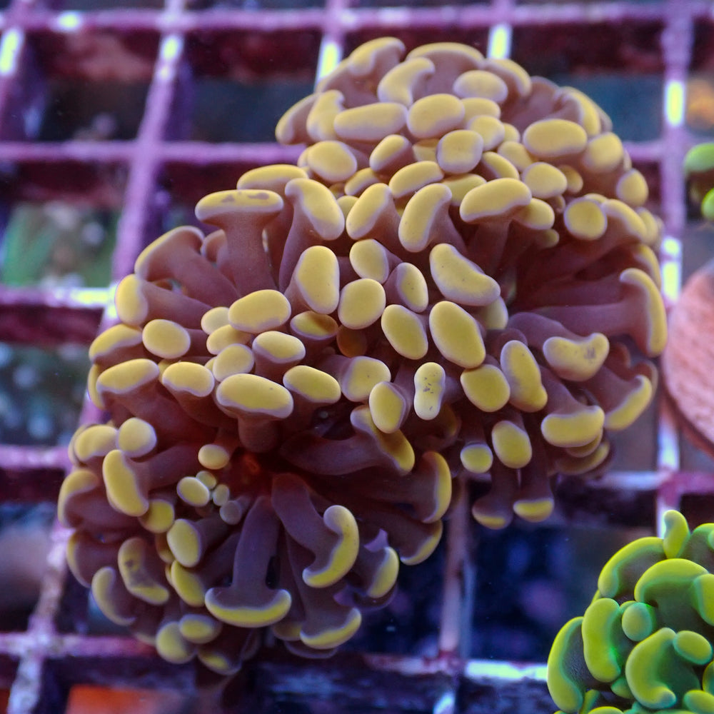 WYSIWYG Gold Sky Branching Hammer Colony (3 Polyps)