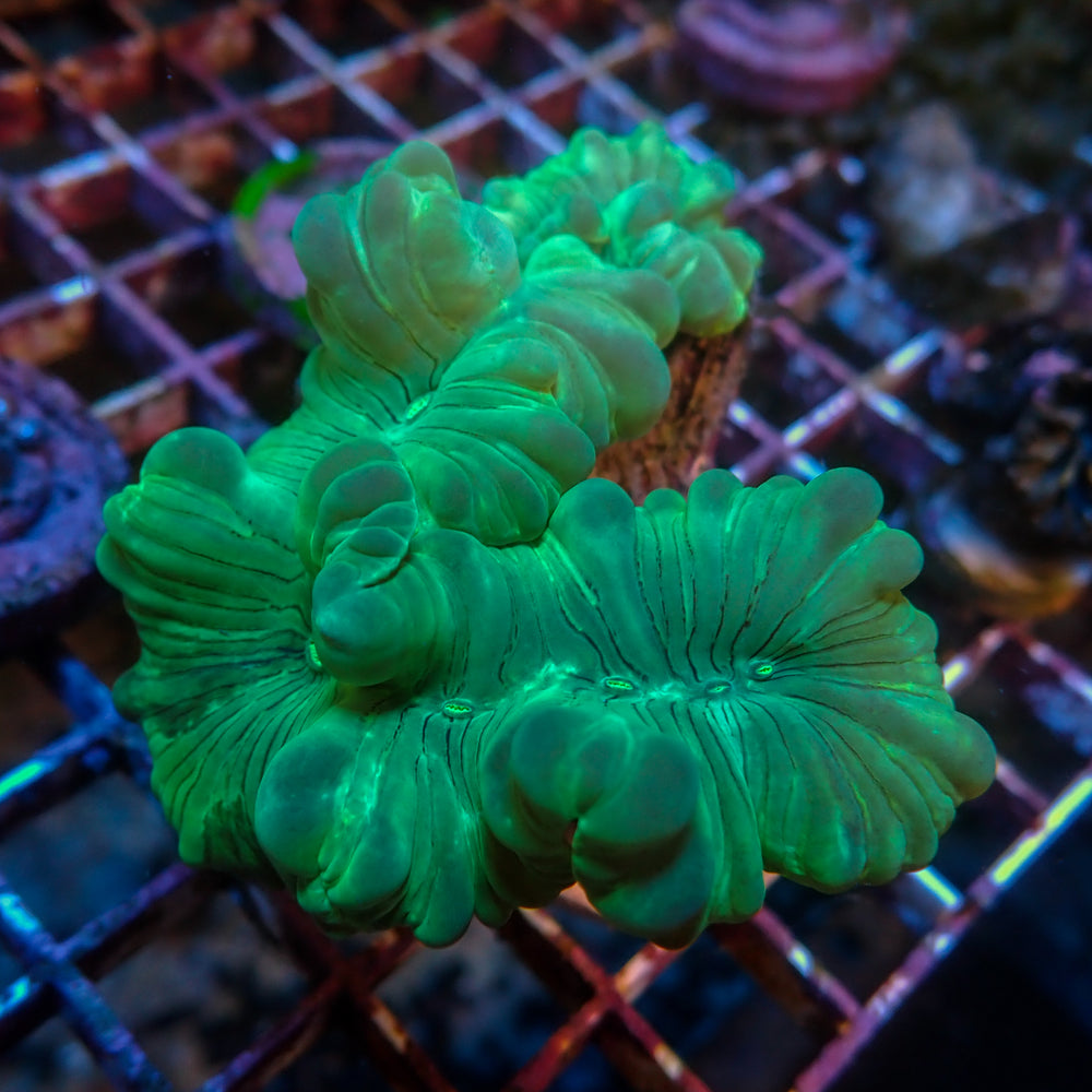 WYSIWYG Neon Fox Coral (2-3