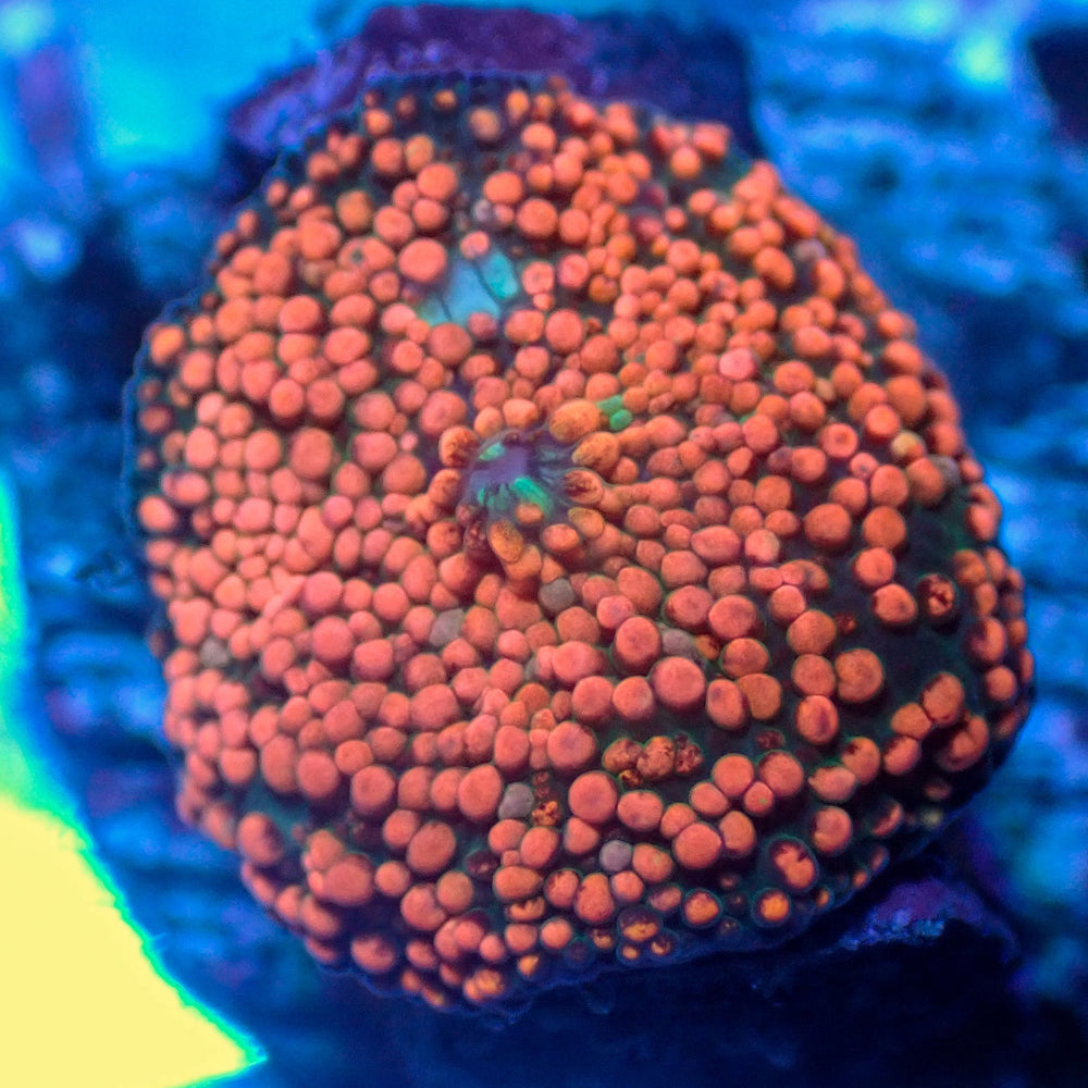 WYSIWYG Peach Interstellar Discosoma Mushroom