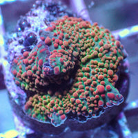 WYSIWYG Watermelon Swirl Discosoma Mushroom