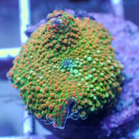 WYSIWYG Watermelon Swirl Discosoma Mushroom