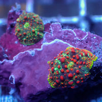 WYSIWYG Blood Viper Rainbow Discosoma Mushroom (2 Polyps)