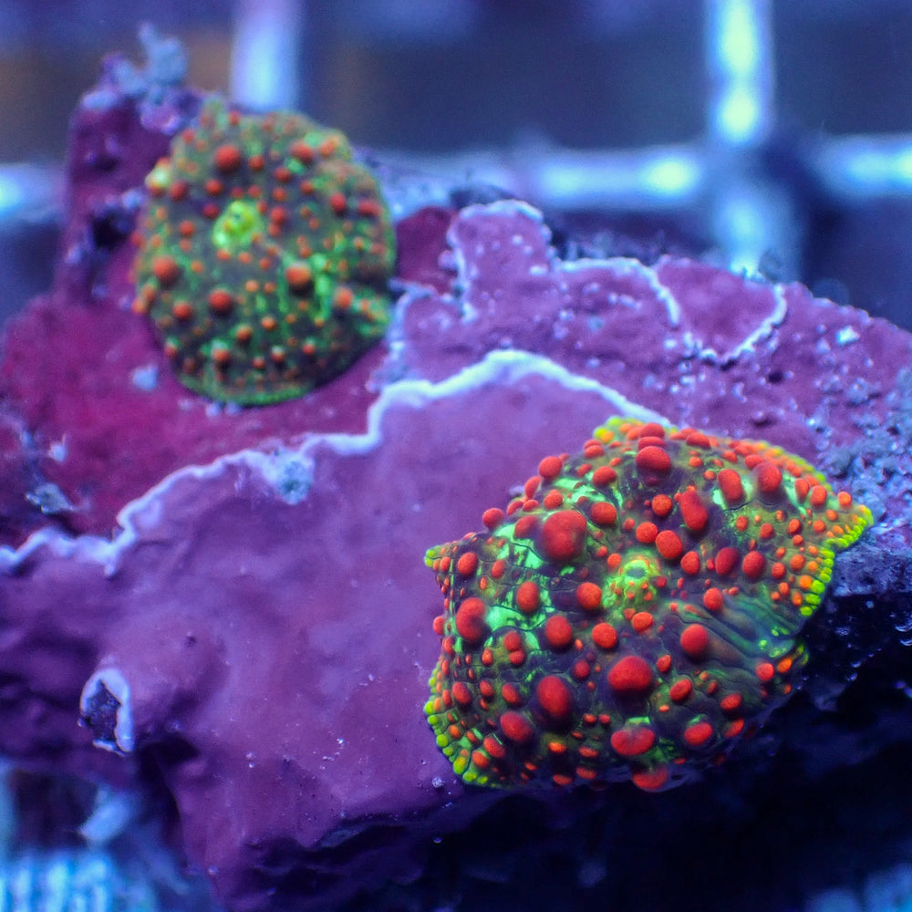 WYSIWYG Blood Viper Rainbow Discosoma Mushroom (2 Polyps)