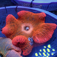 WYSIWYG Blood Orange Rainbow Haddoni Carpet Anemone (8-10")