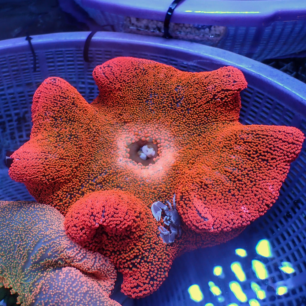 WYSIWYG Blood Orange Rainbow Haddoni Carpet Anemone (8-10