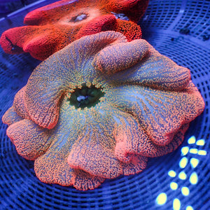 WYSIWYG Pink Rainbow Haddoni Carpet Anemone (8-10")