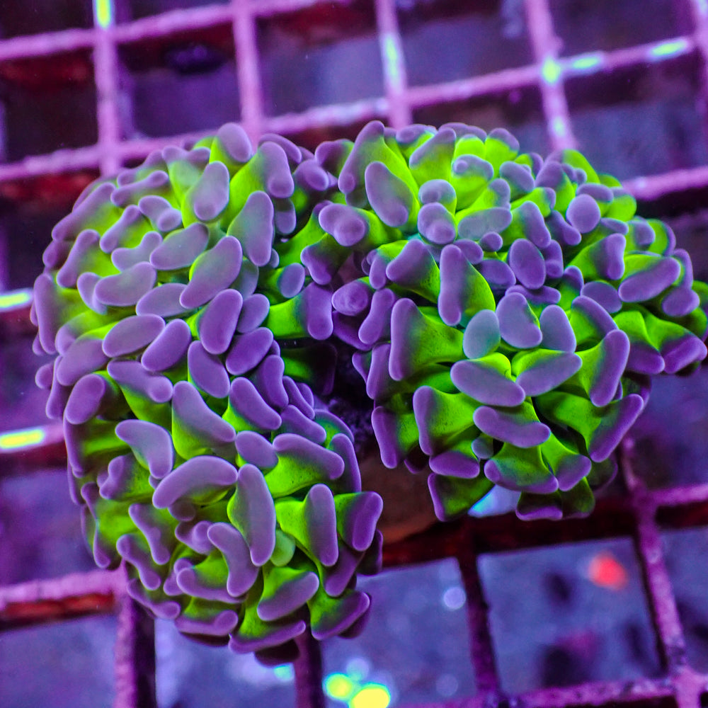 WYSIWYG Purple Tip Hammer Colony (5 Polyps)