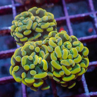 WYSIWYG Golden Rainbow Branching Hammer Colony (3 Polyps)