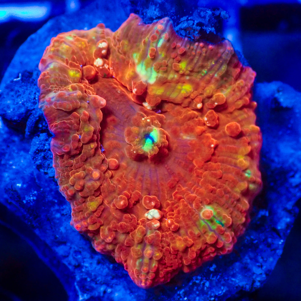 WYSIWYG Solar Skittle Ultra Rainbow Jawbreaker Mushroom