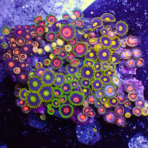 WYSIWYG Ultra Rainbow Multicolor Zoa Colony (120+ polyps) (W117)