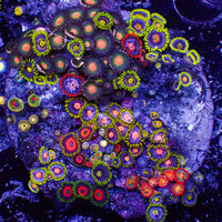WYSIWYG Ultra Rainbow Multicolor Zoa Colony (100+ polyps) (W119)