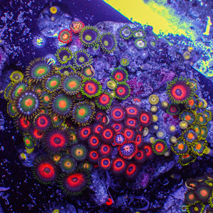 WYSIWYG Ultra Rainbow Multicolor Zoa Colony (100+ polyps) (W132)
