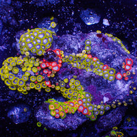 WYSIWYG Ultra Rainbow Multicolor Zoa Colony (150+ polyps) (W133)
