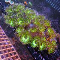 WYSIWYG Behemoth Pink Tip Elegance Colony (10-12")
