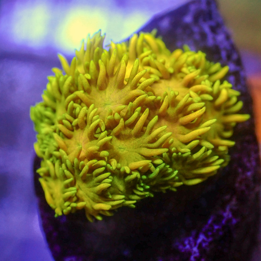 WYSIWYG Multicolor Banana Craze Goniopora Colony (0.5-1