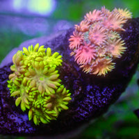 WYSIWYG Rainbow Goniopora Combo Colony (0.5-1")