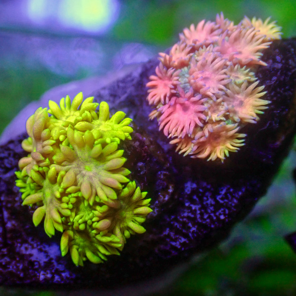 WYSIWYG Rainbow Goniopora Combo Colony (0.5-1