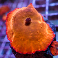 Ultra Bright-lighter Orange Discosoma Mushroom
