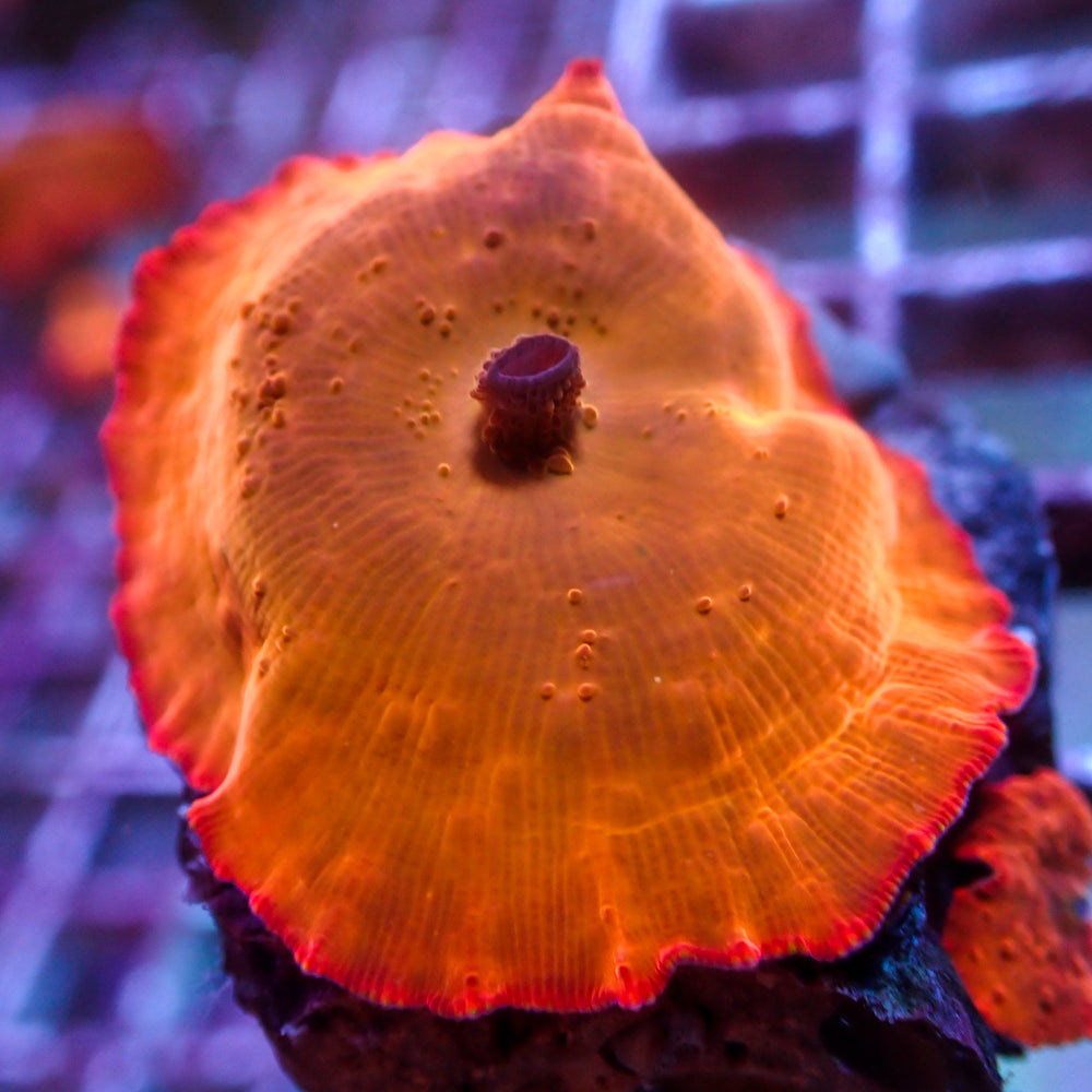 Ultra Bright-lighter Orange Discosoma Mushroom
