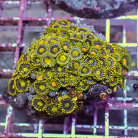 WYSIWYG LA Lakers Zoa Combo Colony