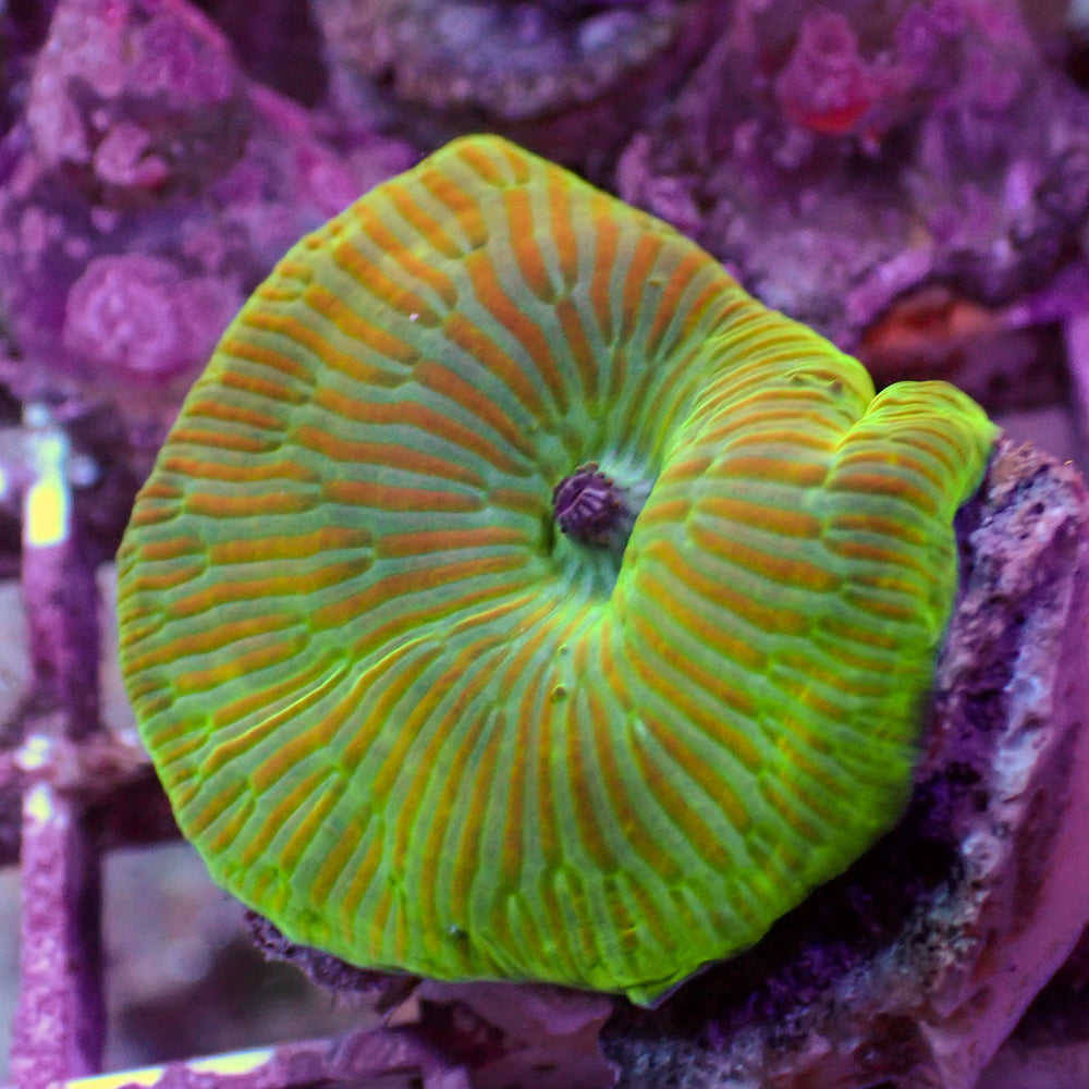 Red Stripe Watermelon Discosoma Mushroom