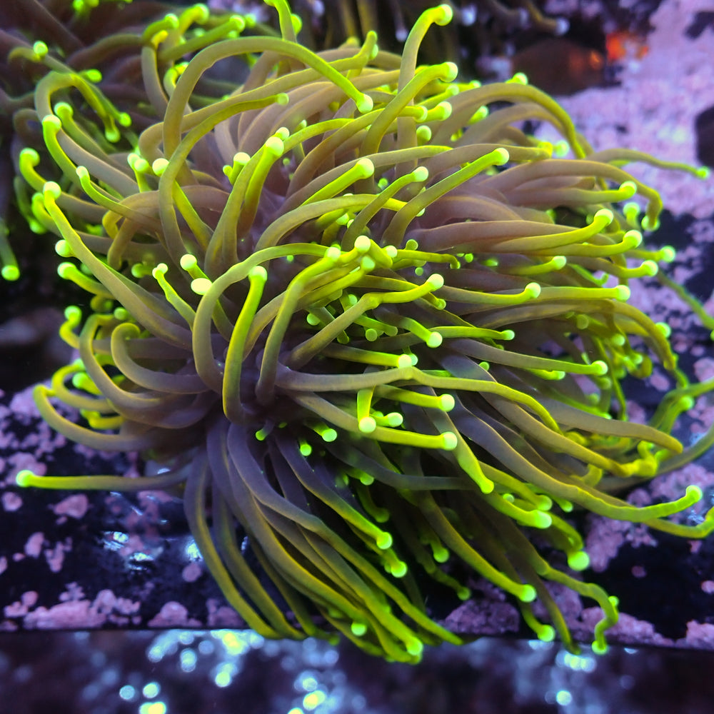 WYSIWYG Inferno Hellfire Indo Gold Torch Colony (4 Polyps)