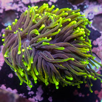 WYSIWYG Dragon Soul Torch Colony (4 Polyps)