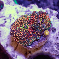 WYSIWYG Pink Nebula Rainbow Discosoma Mushroom (2 Polyps)