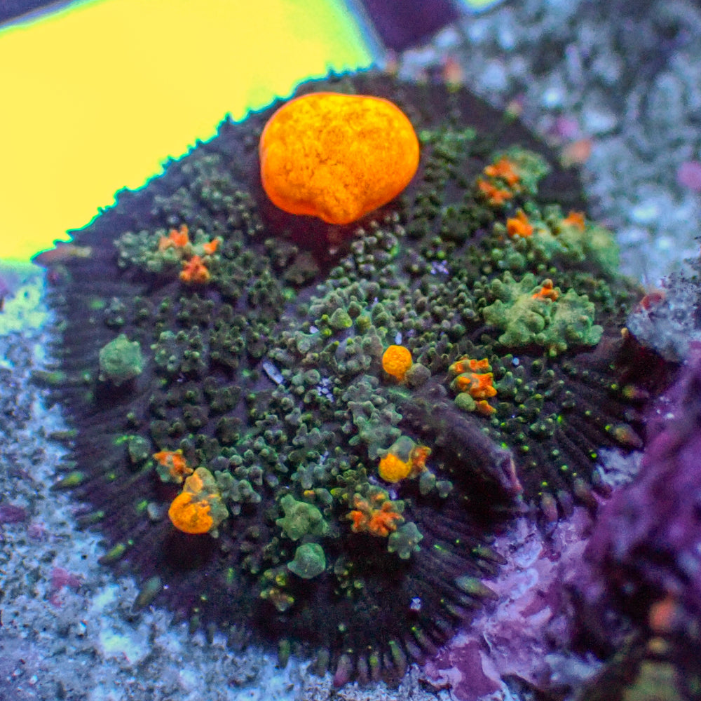 WYSIWYG Jackpot Bounce Rhodactis Mushroom