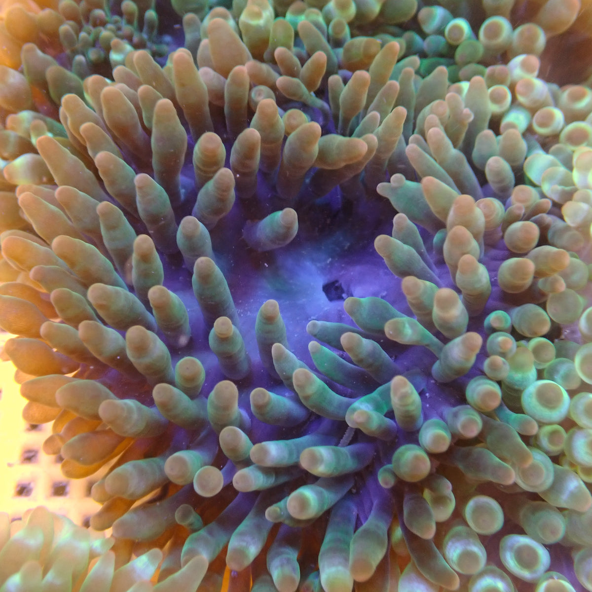 Rainbow Spectre Bubble Tip Anemone - Corals Anonymous