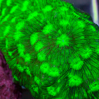Bright Green Leptoseris SPS (0.5-1” Frag)
