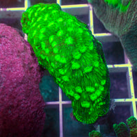 Bright Green Leptoseris SPS (0.5-1” Frag)
