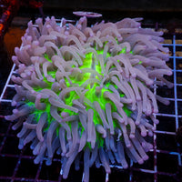 WYSIWYG Neon Long Tentacle Heliofungia Plate (5-6”)