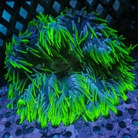 WYSIWYG Highlighter Neon Tip Hemprichii Anemone (3-5”, Rare)