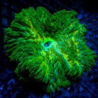 WYSIWYG Lucky Charm Hemprichii Anemone (3-5”, Rare)
