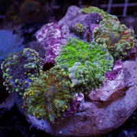 WYSIWYG Rainbow Yuma Mushroom Combo Colony (5 Polyps)