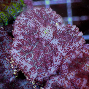 Purple Snowflake Rhodactis Mushroom