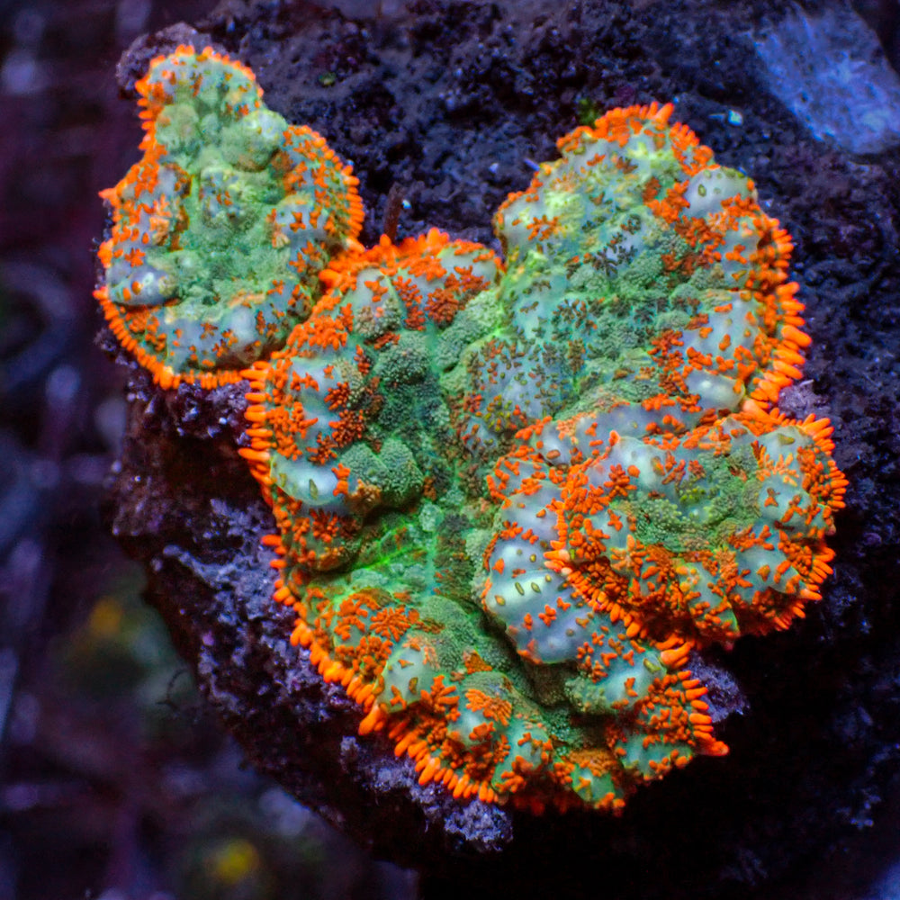 WYSIWYG Sunset Picasso Rhodactis Mushroom Combo (2 Polyps)