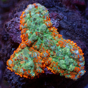 WYSIWYG Sunset Picasso Rhodactis Mushroom Combo (2 Polyps)