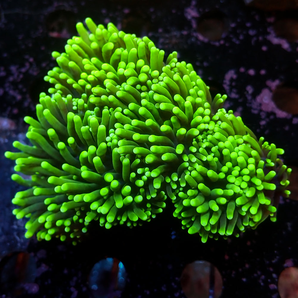 WYSIWYG Aussie Green Tip Purple Torch Colony (4 Polyps)