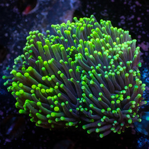 WYSIWYG Aussie Green Tip Purple Torch Colony (6 Polyps)