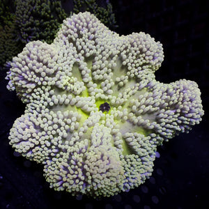 WYSIWYG Nano White Specter Gigantea Carpet Anemone (3-5")