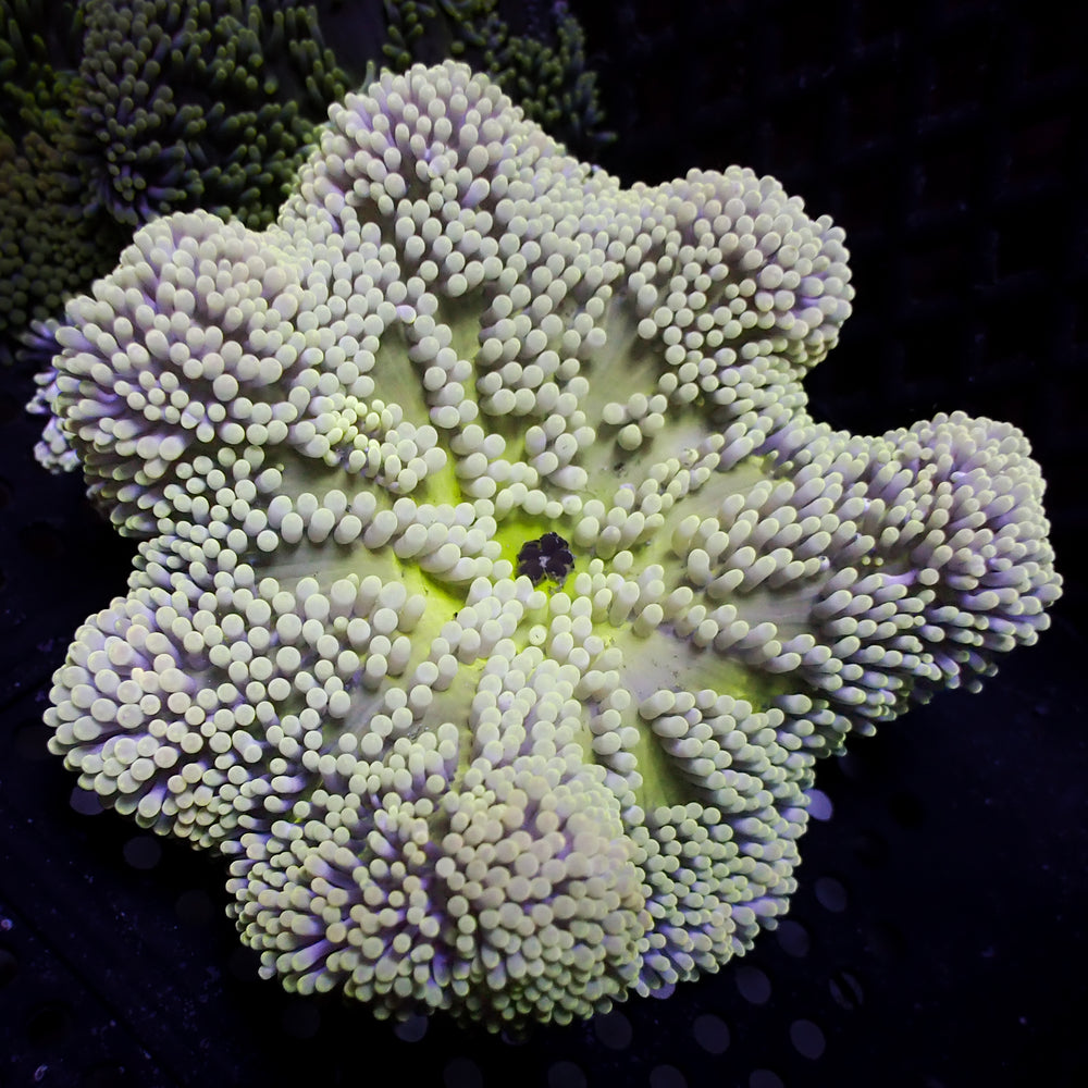 WYSIWYG Nano White Specter Gigantea Carpet Anemone (3-5