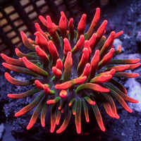 Scarlet Tip Rose Bubble Tip Anemone