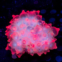 WYSIWYG Rose Bubble Tip Anemone (1-3")