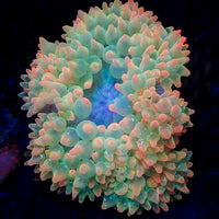 WYSIWYG Ultra Rainbow Skittle Pop Bubble Tip Anemone (5-7")