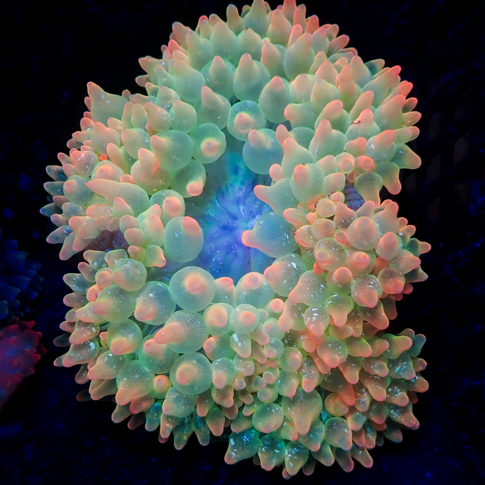 WYSIWYG Ultra Rainbow Skittle Pop Bubble Tip Anemone (5-7