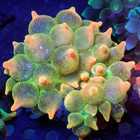 WYSIWYG Peach Cream Bubble Tip Anemone (1-3")